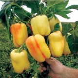 Kako hraniti paprike tokom plodonošenja